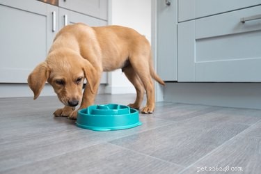 Top Slow-Feeder Bowls for Dogs: Promote Healthy Eating Habits