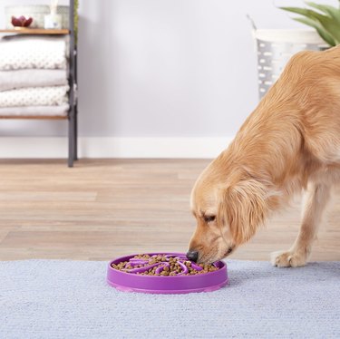 Top Slow-Feeder Bowls for Dogs: Promote Healthy Eating Habits