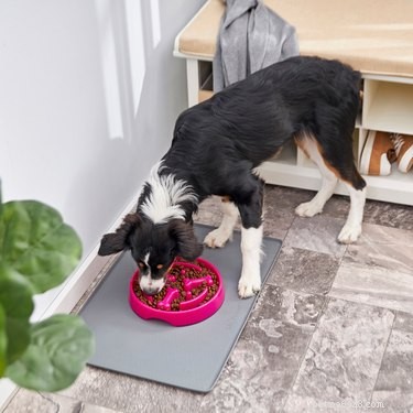 Top Slow-Feeder Bowls for Dogs: Promote Healthy Eating Habits