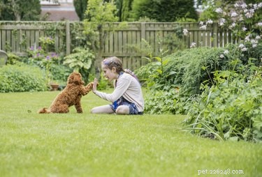Unveiling How Dogs Learn: Training Secrets Explained