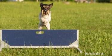 Unveiling How Dogs Learn: Training Secrets Explained