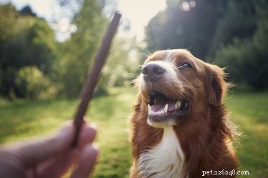 Unveiling How Dogs Learn: Training Secrets Explained