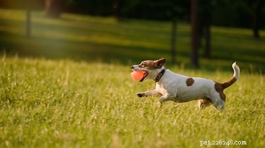 When Is It Safe to Let Your Dog Off-Leash? Expert Trainer Shares Key Guidelines