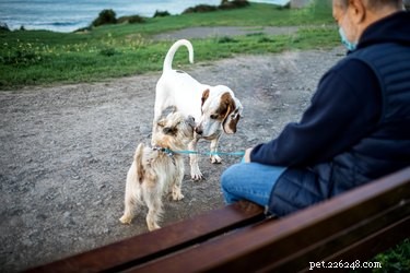 When Is It Safe to Let Your Dog Off-Leash? Expert Trainer Shares Key Guidelines
