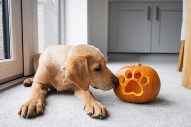 Top 7 Pumpkin‑Flavor Dog Treats for Health and Taste