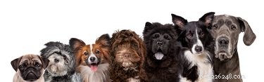 Breed-Specific Enrichment: How to Tailor Activities for Your Dog’s Well‑Being