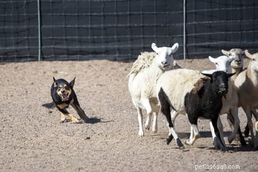 Breed-Specific Enrichment: How to Tailor Activities for Your Dog’s Well‑Being