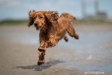 Breed-Specific Enrichment: How to Tailor Activities for Your Dog’s Well‑Being