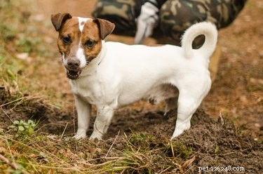 Breed-Specific Enrichment: How to Tailor Activities for Your Dog’s Well‑Being