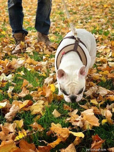 Breed-Specific Enrichment: How to Tailor Activities for Your Dog’s Well‑Being