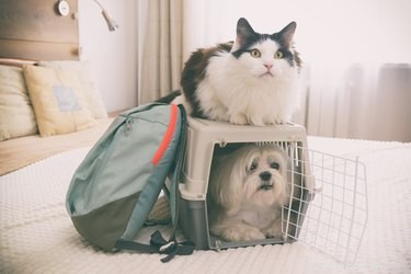 Do Dogs Experience Claustrophobia? Understanding Their Fear of Enclosed Spaces