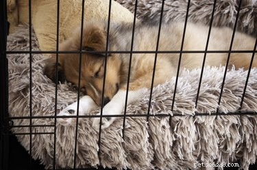 Do Dogs Experience Claustrophobia? Understanding Their Fear of Enclosed Spaces