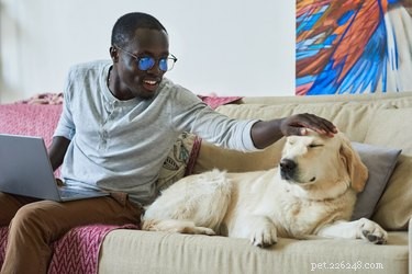 Do Dogs Experience Claustrophobia? Understanding Their Fear of Enclosed Spaces