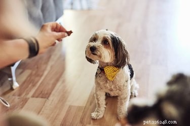 Do Dogs Experience Claustrophobia? Understanding Their Fear of Enclosed Spaces