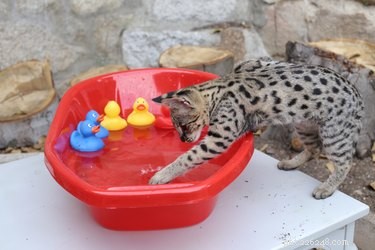 The Essential Guide to Pet Enrichment: Why It Matters and How to Implement It