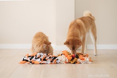 The Essential Guide to Pet Enrichment: Why It Matters and How to Implement It