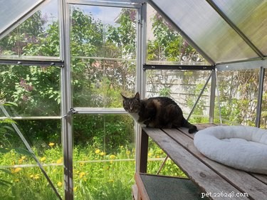 The Essential Guide to Pet Enrichment: Why It Matters and How to Implement It