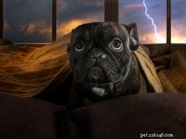 Do Dogs Detect Changes in Barometric Pressure? How to Keep Your Pet Calm