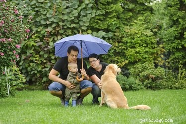 Do Dogs Detect Changes in Barometric Pressure? How to Keep Your Pet Calm