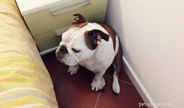 Do Dogs Detect Changes in Barometric Pressure? How to Keep Your Pet Calm