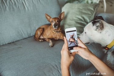 Choosing the Perfect Dog Sitter: A Practical Guide