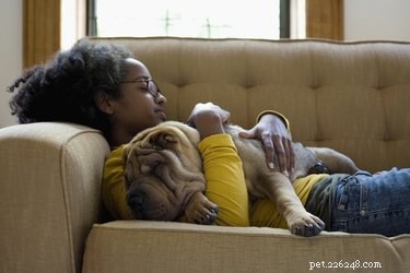 Choosing the Perfect Dog Sitter: A Practical Guide