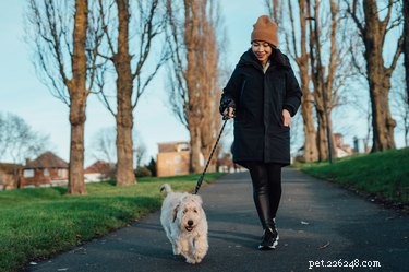 Choosing the Perfect Dog Sitter: A Practical Guide