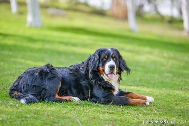 Giant Dog Breeds: The Most Popular Big Breeds in the U.S.
