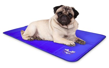 Top 5 Cooling Pads to Keep Dogs & Cats Comfortable in Summer Heat