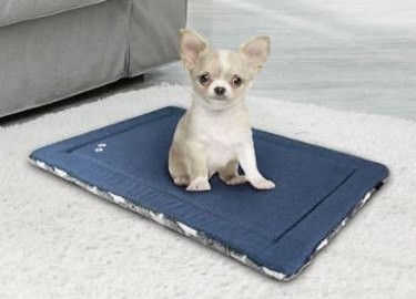 Top 5 Cooling Pads to Keep Dogs & Cats Comfortable in Summer Heat