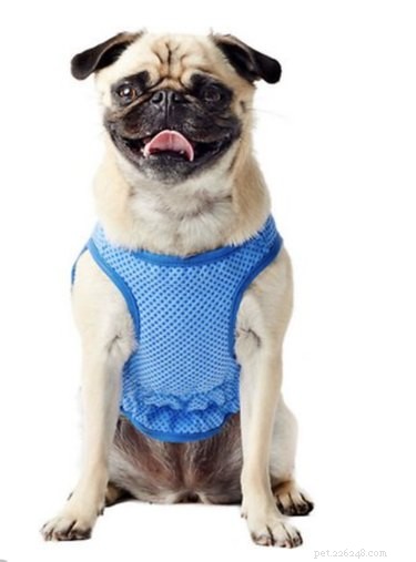 Top Dog Cooling Vests to Keep Your Pet Safe in Hot Weather