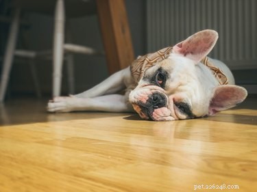 Top Dog Cooling Vests to Keep Your Pet Safe in Hot Weather