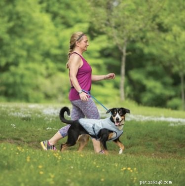 Top Dog Cooling Vests to Keep Your Pet Safe in Hot Weather