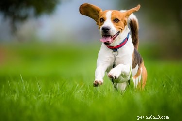 Top Dog Paw Protection Gear for Hot Outdoor Days