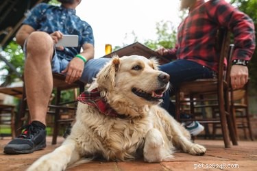 Is It Right to Bring Your Dog to Dinner? A Practical Guide