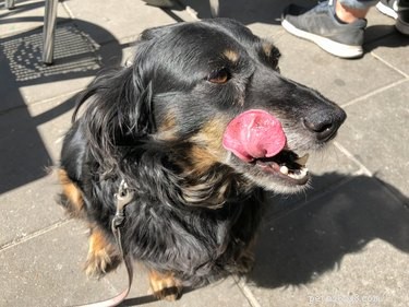 Is It Right to Bring Your Dog to Dinner? A Practical Guide