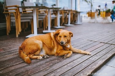 Is It Right to Bring Your Dog to Dinner? A Practical Guide