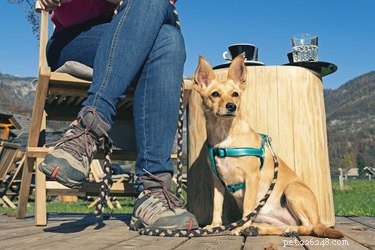 Is It Right to Bring Your Dog to Dinner? A Practical Guide
