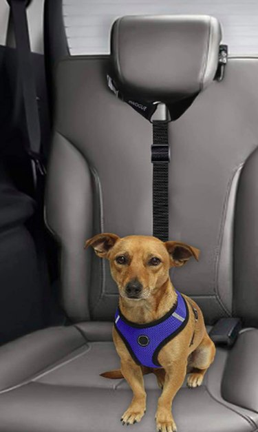 Top 7 Back Seat Covers & Safety Belts to Keep Your Dog Safe and Clean