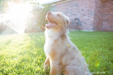 Refresh & Rejuvenate: Safe Summer Water Games for You and Your Dog
