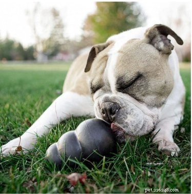 Top 7 Frozen Dog Toys to Keep Your Pup Cool & Happy All Summer