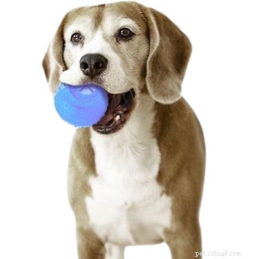 Top 7 Frozen Dog Toys to Keep Your Pup Cool & Happy All Summer