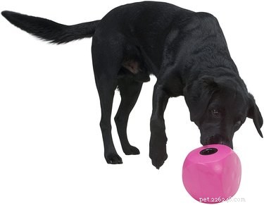 Top 7 Frozen Dog Toys to Keep Your Pup Cool & Happy All Summer