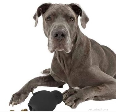 Top 7 Frozen Dog Toys to Keep Your Pup Cool & Happy All Summer