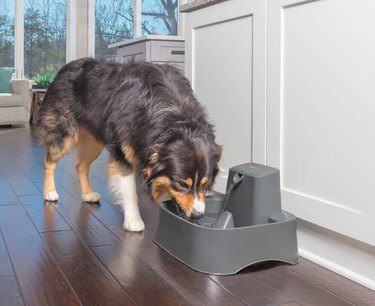 July Pet Hydration Awareness Month: Massive Chewy Sale on Pet Essentials