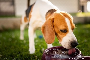 July Pet Hydration Awareness Month: Massive Chewy Sale on Pet Essentials