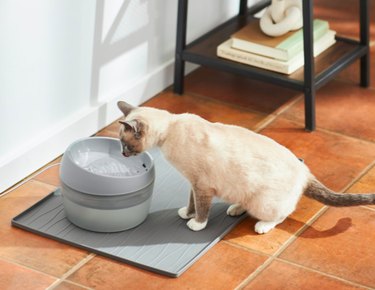 July Pet Hydration Awareness Month: Massive Chewy Sale on Pet Essentials