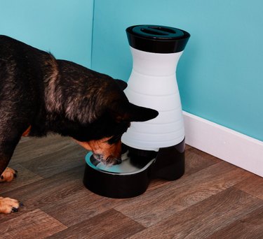 July Pet Hydration Awareness Month: Massive Chewy Sale on Pet Essentials