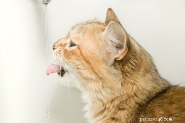 July Pet Hydration Awareness Month: Massive Chewy Sale on Pet Essentials