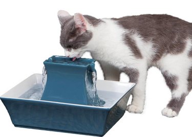 July Pet Hydration Awareness Month: Massive Chewy Sale on Pet Essentials